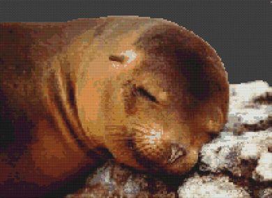 (image for) Sleeping Sea Lion